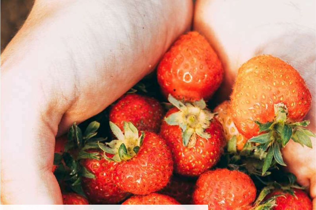 Fragole biologiche